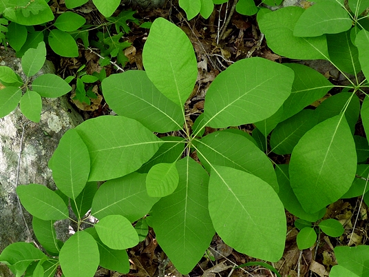{Cotinus obovata}